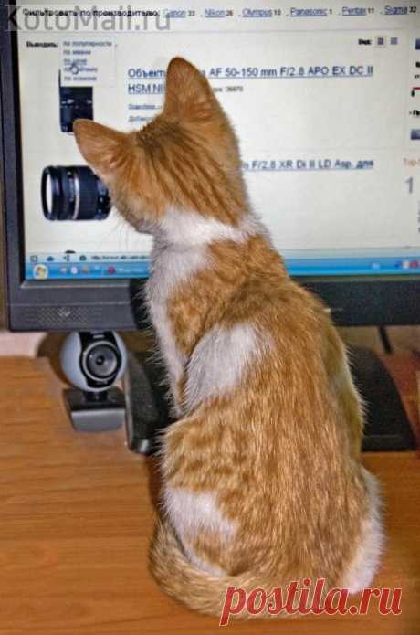 Продвинутый котенок