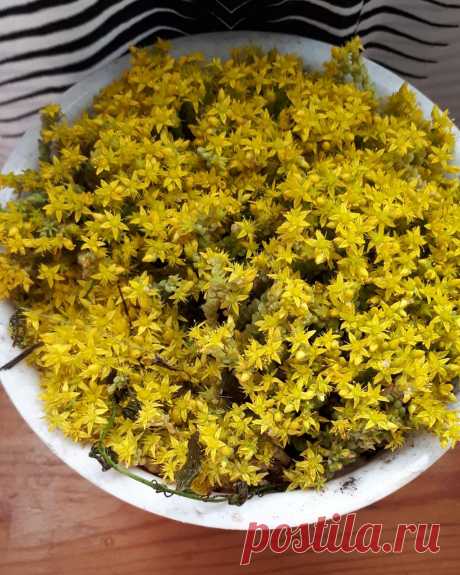 Очиток едкий (Sedum acre), семейство Толстянковые.