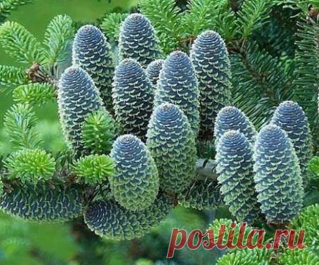 "Цветы- радость жизни"