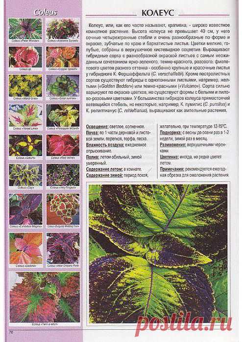 КОМНАТНЫЕ РАСТЕНИЯ.