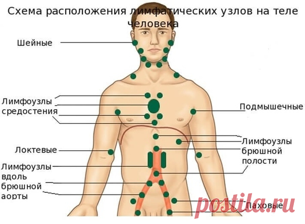 ОЧИЩЕНИЕ ЛИМФАТИЧЕСКИХ УЗЛОВ И ПРОТОКОВ

#ВЪДИ #Исторiя #Человъкъ #Образованiе #Питаніе #Народъ #Книгi

Очистка лимфатической системы - обязательный шаг на пути к здоровью. Это возможность избежать многих болезней и очистить организм.

Очищение лимфатической системы 
Очищать лимфатическую систему так же важно, как и другие органы и системы нашего организма.

Лимфатическая система включает в себя:

- лимфатические узлы,
- сосуды,
- капилляры,
- межклеточную жидкость.

Лимфа...
