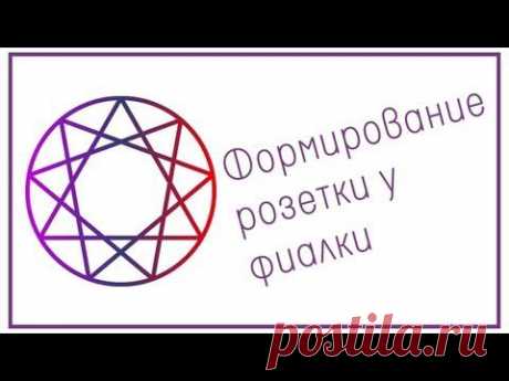 Формирование симметричной розетки у фиалки - YouTube