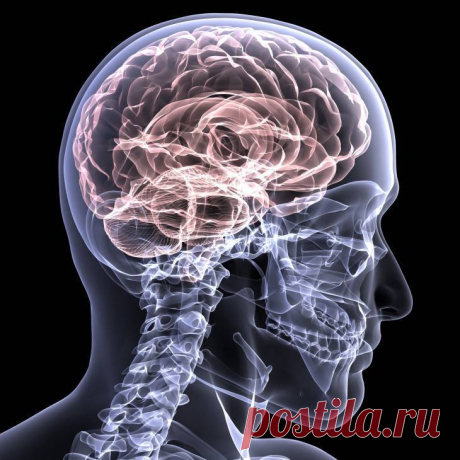 Самые популярные мифы и разоблачающие их факты о мозге | Чёрт побери