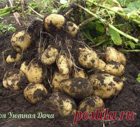 Два способа получить хороший урожай картофеля