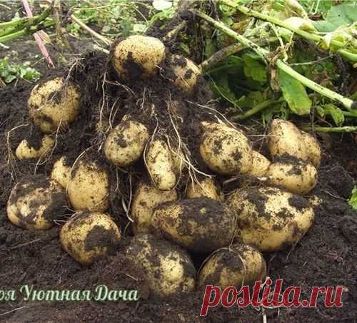 Два способа получить хороший урожай картофеля