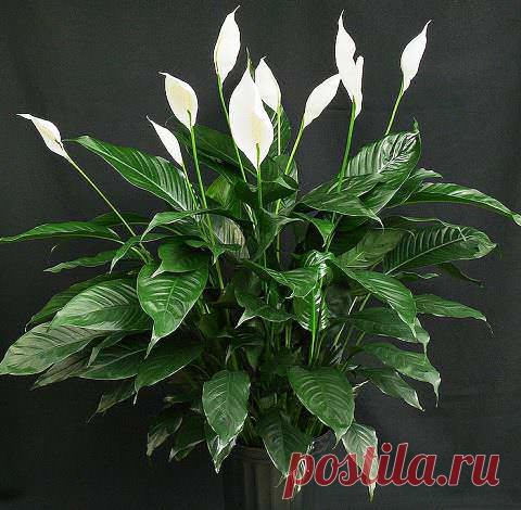 Цветок Спатифиллум уход в домашних условиях