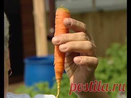 Советы тети Тани. Правильный полив моркови