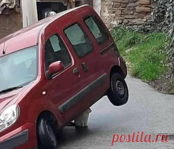 Котэ-домкрат