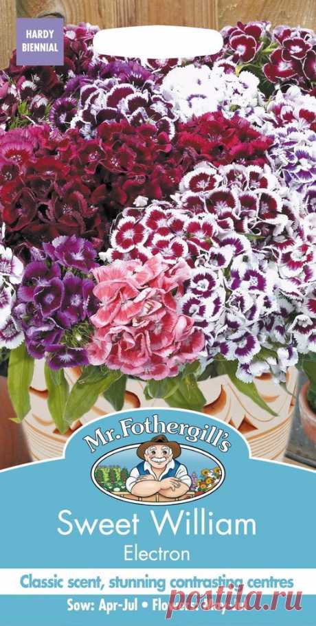Mr Fothergills - Flower - Sweet William - Electron - 200 Seeds – JustSeed