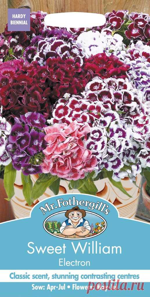 Mr Fothergills - Flower - Sweet William - Electron - 200 Seeds – JustSeed