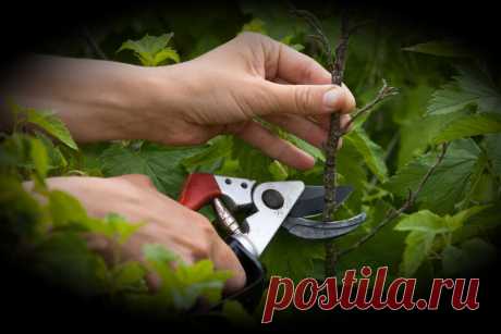 Заставляем плодоносить Куст Смородины, мой метод после которого было получено в 3 раза больше урожая | 6 соток