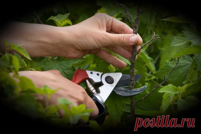 Заставляем плодоносить Куст Смородины, мой метод после которого было получено в 3 раза больше урожая | 6 соток