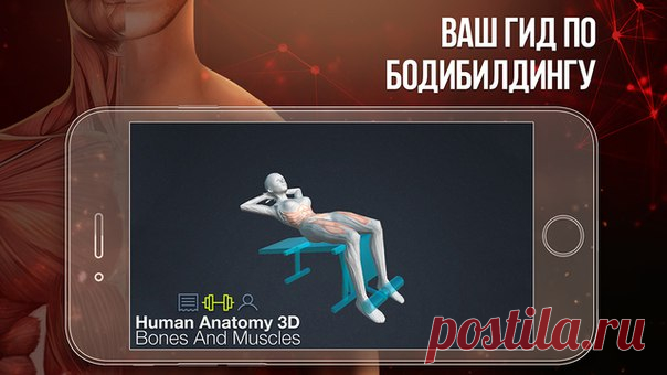 [Sale-iOS] Анатомия Человека - Кости и Мышцы Всем, кто хочет совершенствовать свое тело с умом, особенно важно знать, как устроен организм человека – это пригодится и в работе, и жизни. Анатомия Человека - Кости и Мышцы – новое приложение, которое будет полезно совершенно разным категориям людей: от увлекающихся медициной до профессиональных атлетов. 75 руб. -> Бесплатно Ссылка: ====================== #app_store #распродажа@app_4u