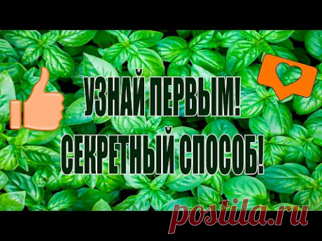ОБ ЭТОМ СПОСОБЕ ПОКА НИКТО НЕ ЗНАЕТ!НЕОБЫЧНОЕ ВЫРАЩИВАНИЕ БАЗИЛИКА!