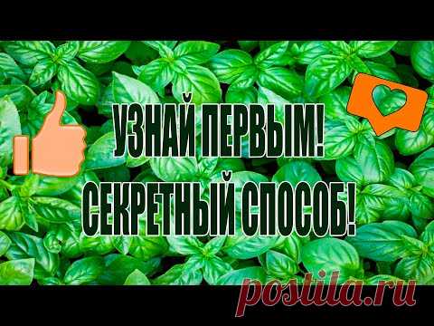 ОБ ЭТОМ СПОСОБЕ ПОКА НИКТО НЕ ЗНАЕТ!НЕОБЫЧНОЕ ВЫРАЩИВАНИЕ БАЗИЛИКА!