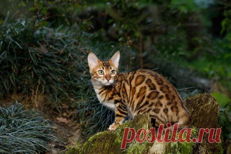 10 самых красивых пород кошек. Бенгальская, сибирская, мейн-куны и другие | РБК | Дзен