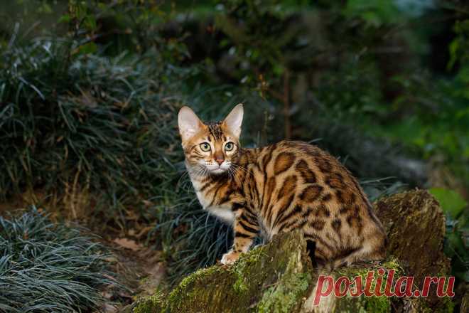 10 самых красивых пород кошек. Бенгальская, сибирская, мейн-куны и другие | РБК | Дзен
