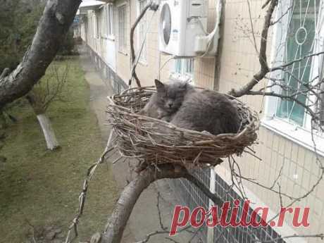 — Ну, допустим, чик-чирик.