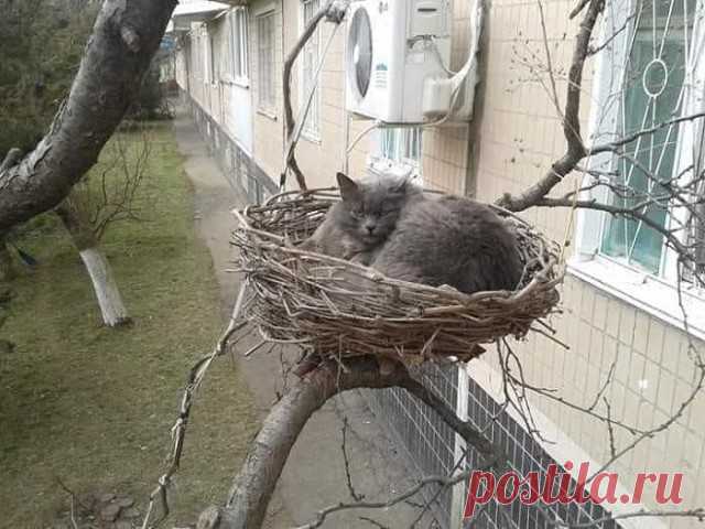 — Ну, допустим, чик-чирик.