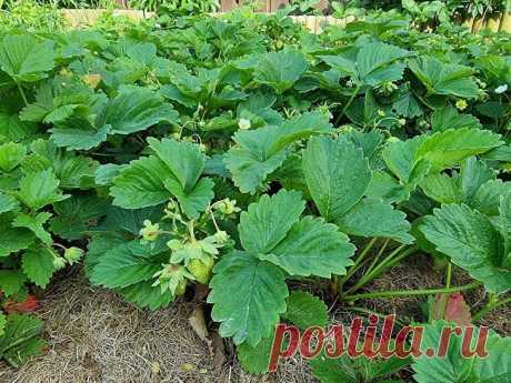 Что не любит клубника при уходе в августе: запомните раз и навсегда. Важно понимать, что не любит растение, поскольку, допустив ошибки, можно остаться без урожая.