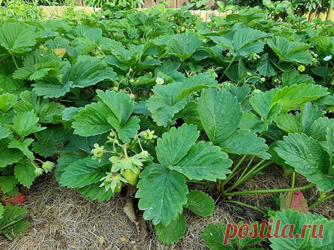 Что не любит клубника при уходе в августе: запомните раз и навсегда. Важно понимать, что не любит растение, поскольку, допустив ошибки, можно остаться без урожая.