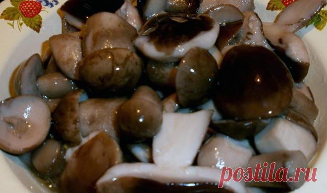 Способы соления грибов на зиму в домашних условиях: фото, простые рецепты, как правильно солить грибы