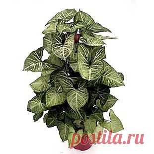 Уход за сингониумом в домашних условиях