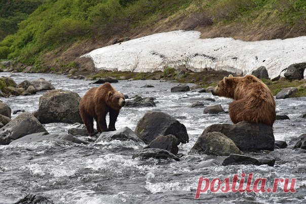 «Кто кого пересмотрит» Фотограф – Дмитрий Моисеенко: nat-geo.ru/photo/user/116397