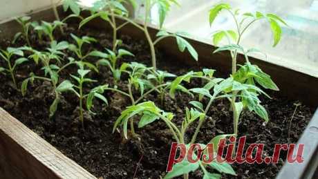 РАСТВОР ДЛЯ ПОМИДОРОВ Сохрани шпаргалку, поделись с одноклассниками! Рассаду помидоров поливают раствором йода для более быстрого роста (1 капля на три литра). После применения этого раствора рассада зацветёт быстрее, а плоды будут крупнее. Может йод защитить помидоры и от фитофторы. Для этого Вам понадобятся несколько капель йода и 250 грамм молока, смешайте их с 1 литром воды. Раствор - одна капля йода на три литра воды, этим йодным раствором надо один раз полить рассаду...