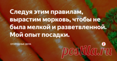Следуя этим правилам, вырастим морковь, чтобы не была мелкой и разветвленной. Мой опыт посадки. Морковь выращивается повсеместно, как один из самых востребованных корнеплодов. Есть несколько тонкостей, которые необходимо знать, чтобы вырастить здоровый, правильной формы корнеплод.
Учет севооборота.
Соблюдайте порядок выращивания, не сажайте морковь, если предшественником были сельдерей, укроп, петрушка, пастернак. В идеале сажать после чеснока, или после картофеля, огурцов, томатов, капусты.