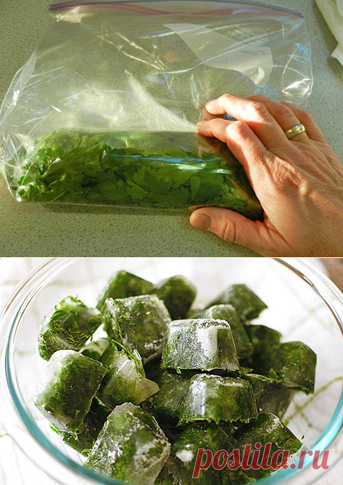 Способы заготовки петрушки и сохранения свежей на зиму