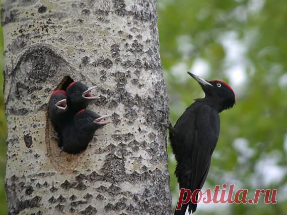 Очаровательные пернатые мамы с малышами