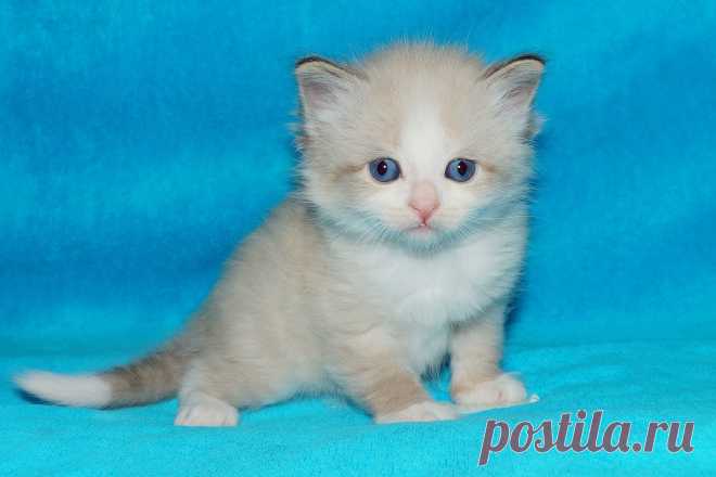 Велес Снежная Сибирь 1 месяц
окрас сил-пойнт би-колор