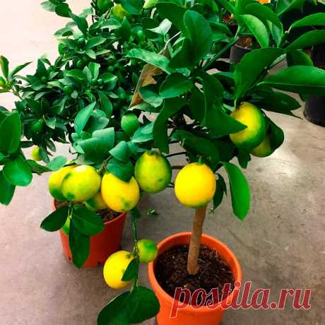Комнатное растение Лимон (Citrus). Вечнозеленое лимонное деревце несложно вырастить из обычной лимонной косточки, однако вкусный плоды вызревают только у сортов, которые обычно приобретают в магазинах. Родина растения - территория Юго-Восточной Азии, однако в диком виде лимон в природе не встречается. Основные условия успешного культивирования в комнатных условиях - светлое проветриваемое помещение, надежный дренаж, регулярная подкормка и прохладная зимовка.