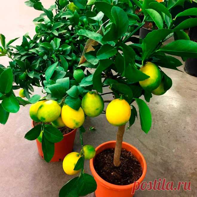 Комнатное растение Лимон (Citrus). Вечнозеленое лимонное деревце несложно вырастить из обычной лимонной косточки, однако вкусный плоды вызревают только у сортов, которые обычно приобретают в магазинах. Родина растения - территория Юго-Восточной Азии, однако в диком виде лимон в природе не встречается. Основные условия успешного культивирования в комнатных условиях - светлое проветриваемое помещение, надежный дренаж, регулярная подкормка и прохладная зимовка.