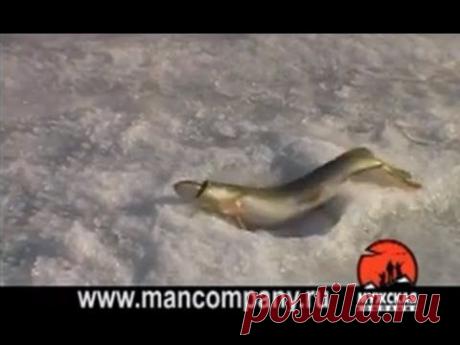 Ловля щуки на балансир