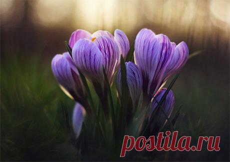 Первые весенные цветы.