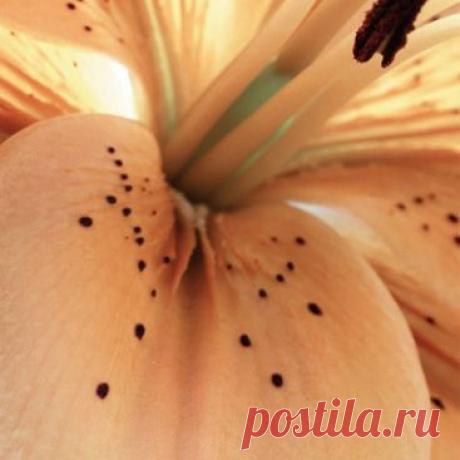 Ив Роше - Эксперт Растительной Косметики из Франции, Интернет магазин косметики и парфюмерии. Натуральная косметика.