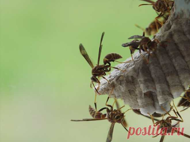 DIY Backyard Wasp Решения | Сад перчатки