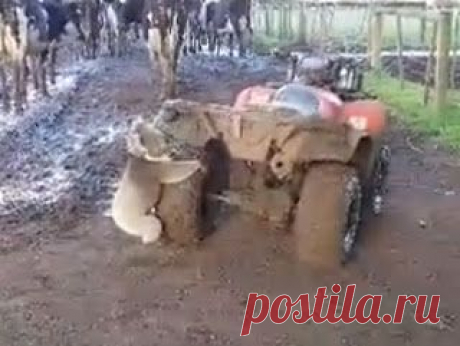Квадроцикл атаковала коала и стала звездй Итнтернета
