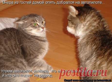 Котоматрица: Случайные котоматрицы