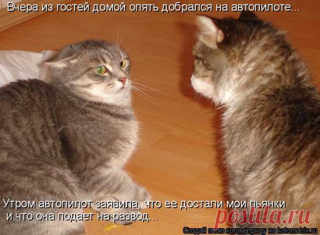 Котоматрица: Случайные котоматрицы
