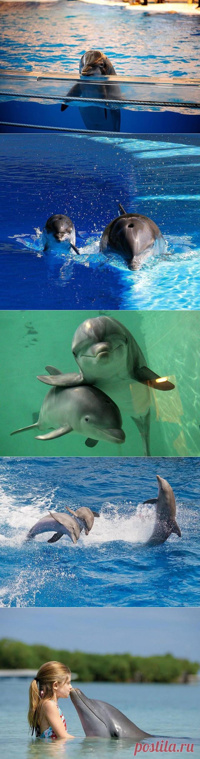Самые удивительные факты о дельфинах