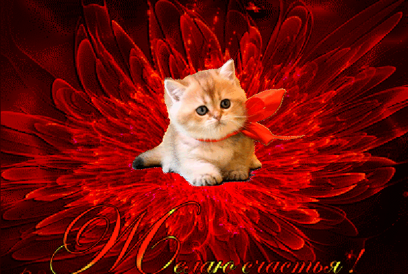 306710853580698.gif (595×400)