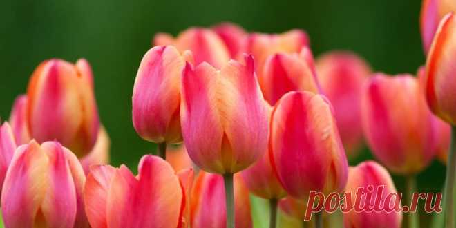 Тюльпан – описание, виды и сорта, выращивание, уход, фото Тюльпан (лат. Tulipa) – это многолетнее цветущее растение. Все о тюльпанах: характеристика цветка, классификация, размножение, посадка, болезни и лечение.