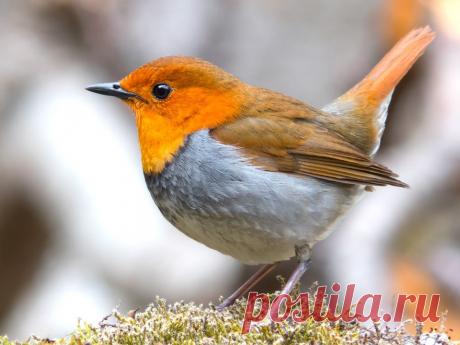 Робин Птица Японский Живая · Бесплатное фото на Pixabay