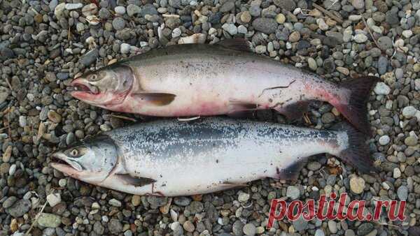 Как выбрать горбушу с икрой. Определяю всего по 2 особенным признакам