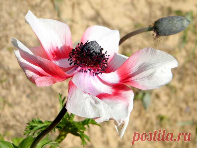 10 популярных не зимостойких луковичных. Фото — Ботаничка