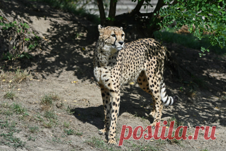 Cheetah Jachtluipaard, Gepard of Cheeta (Acinonyx jubatus) Dierenrijk, Nuenen, The Netherlands Conservation status: Vulnerable