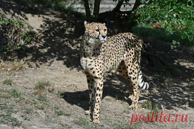 Cheetah Jachtluipaard, Gepard of Cheeta (Acinonyx jubatus) Dierenrijk, Nuenen, The Netherlands Conservation status: Vulnerable